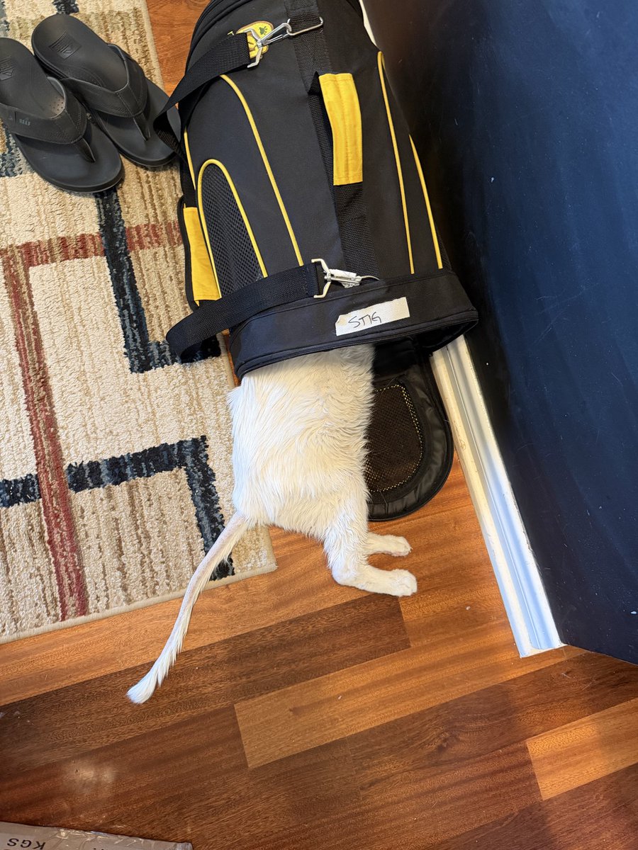 It been a while since I’ve posted any cat photos. So here is Stig with his tail shaved from his vet visit today. His stud tail was getting super nasty hence the shaved tail. We’re managing his diabetes ok-ish but he’s so skinny now. 🥲