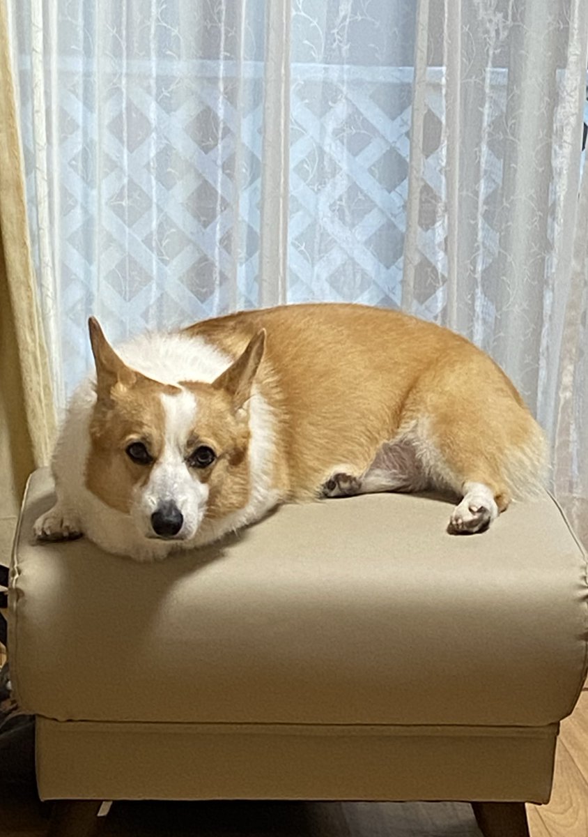 raraRAMU0221's tweet image. 朝からざんざん動き回った後のコーギー😄🐶
#welshcorgi #ウェルシュコーギー #小夏　#こなっちゃん