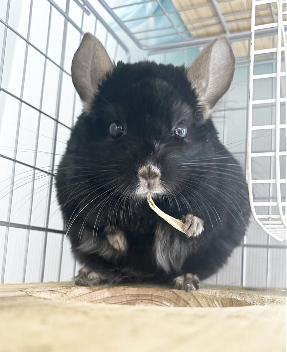 もぴ＆えもん (@mopiemon0514) / Highlights / X