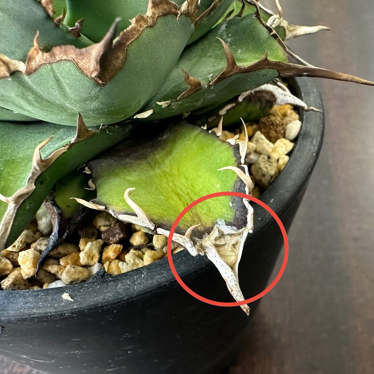 jaga be　アガベ 20251020 アガベ・チタノタ LQH_土（芽）007｜agave titanota