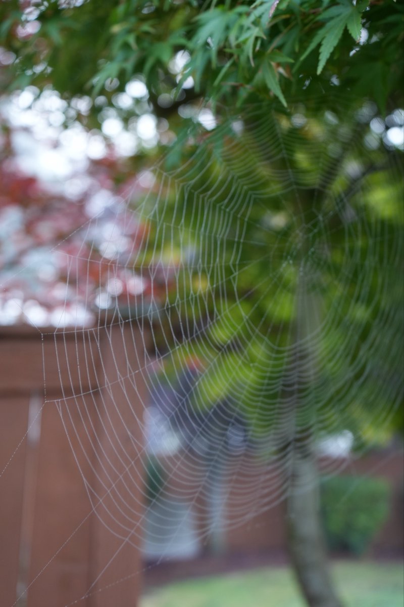 ExtraAced's tweet image. Day 4  i thought these were cool and it was nice and foggy 
#photography #art