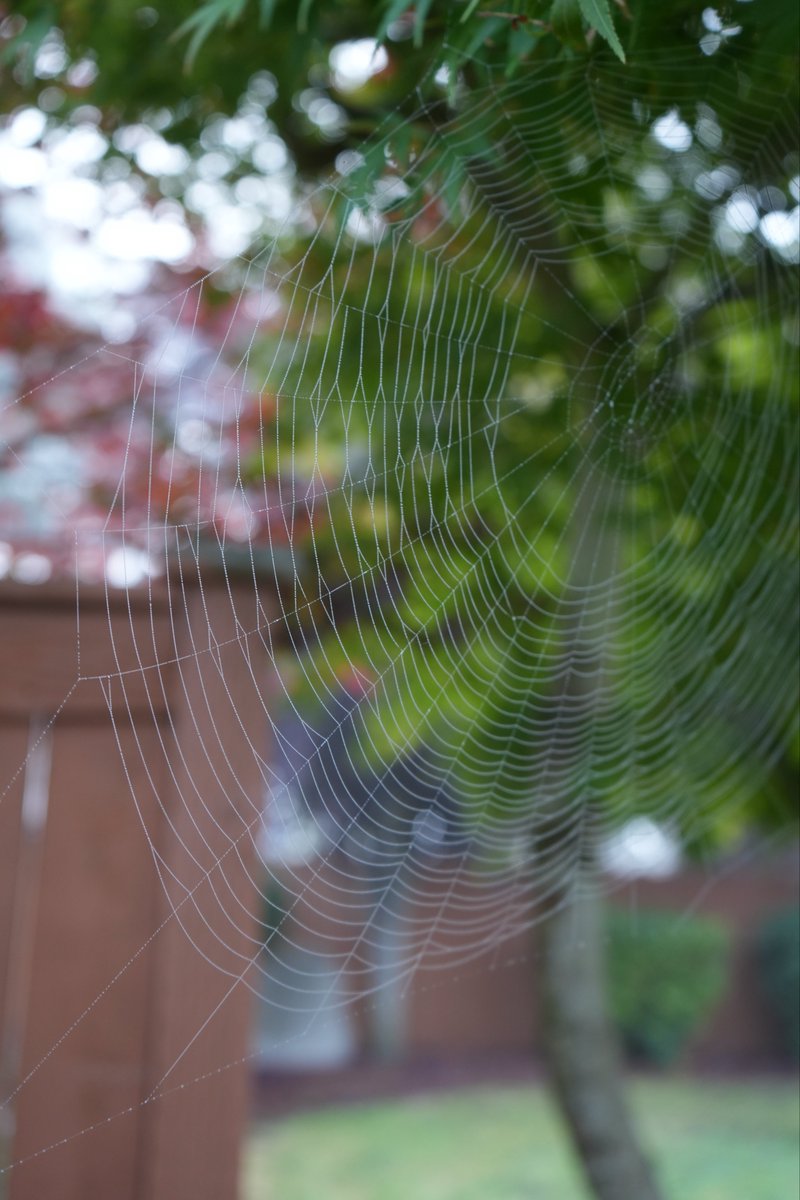 ExtraAced's tweet image. Day 4  i thought these were cool and it was nice and foggy 
#photography #art