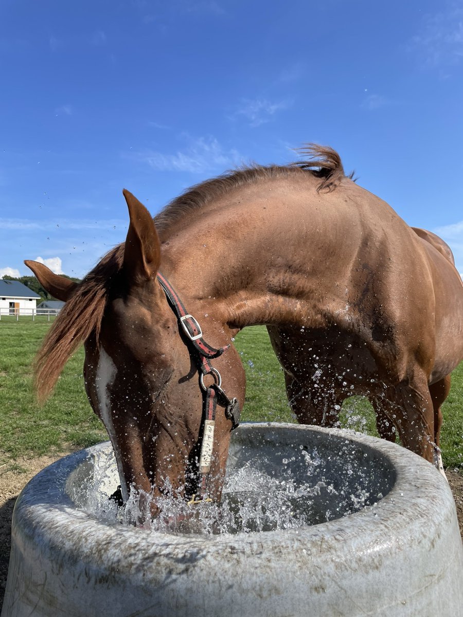 oiwakefarm's tweet image. あなたの水遊び、毎回豪快すぎです💦