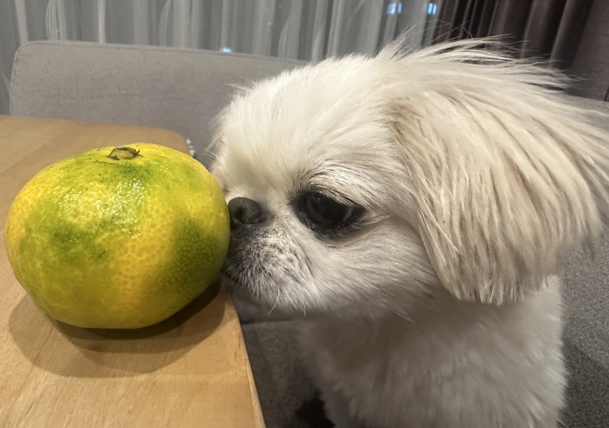 むぎくん (@muuuugi76) / Posts / X