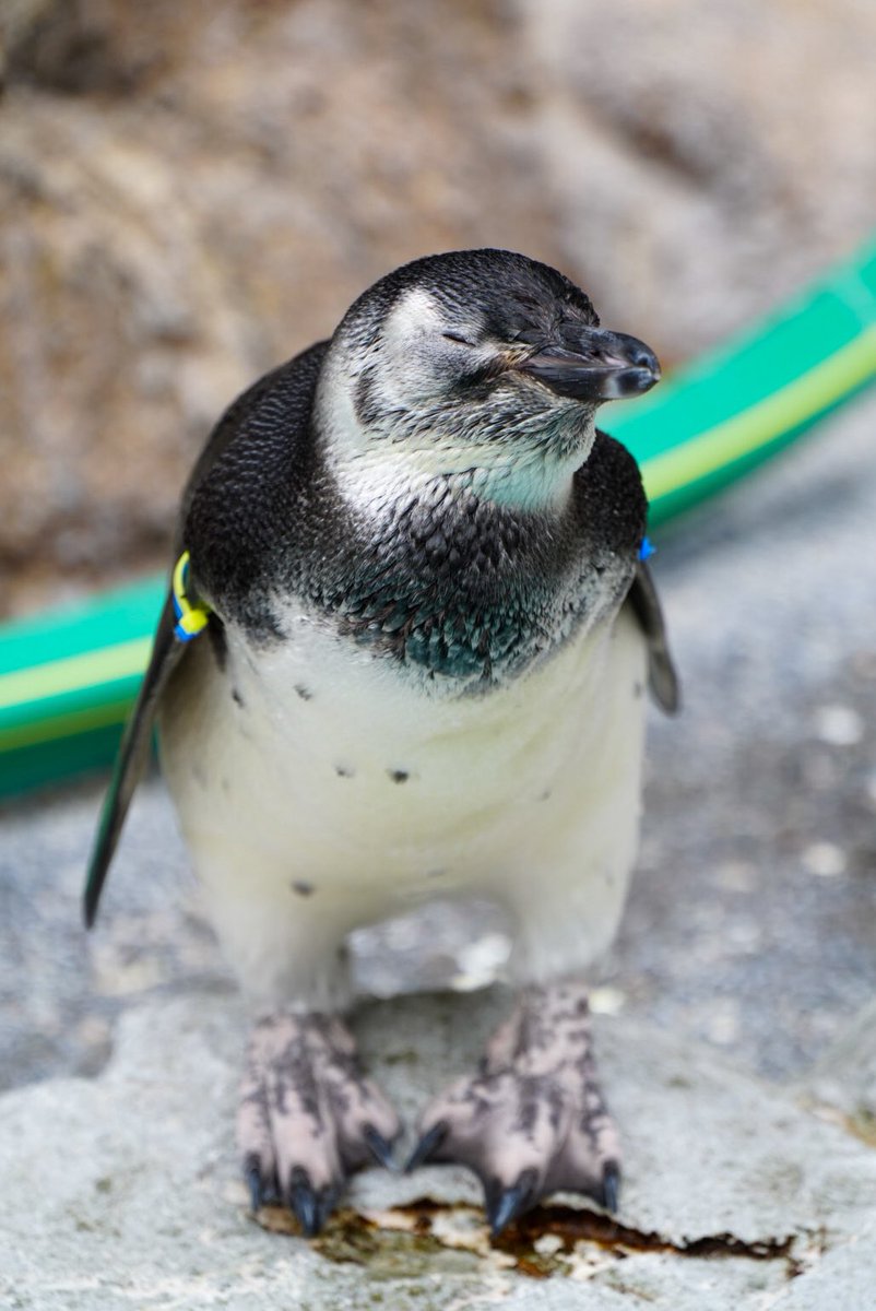 HARUページ Haru (@Haru04752027902) / Posts / X