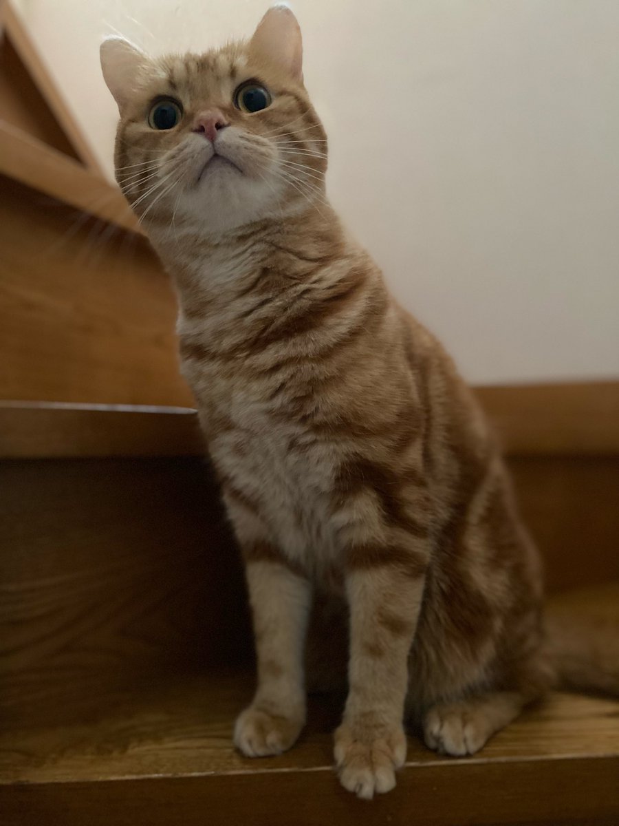 おはようございます☀️
寒くなりましたね

コタツを出したので
今朝のコタ🐱はコタツ の中∧_∧.｡oO

昨日外で作業している人が
音を出したら
ビビりのコタはシッポを
ボワッとなりなから警戒👀
守って貰えそうにない私

最近熊と戦う猫見るけど
無理だな😆

#なこ　#癒やし