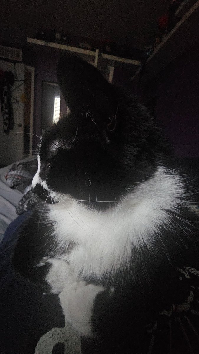 Archie_MH's tweet image. everytime I try to move her she digs her claws into me ive been stuck here for 2 hours