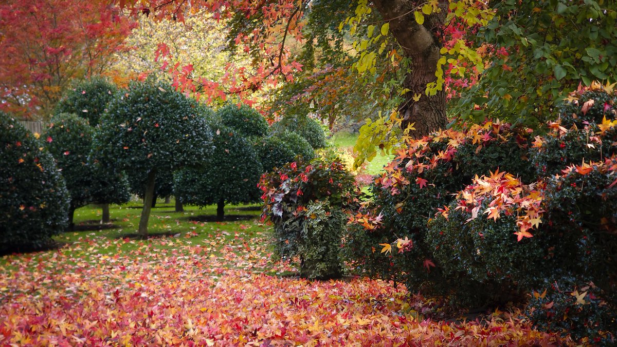 Leaves of Liquidambar have carpeted the ground and decorated the cloud pruned holly in a spectacular fashion. 
Autumn loveliness continues... <a href="/JohnsGardenAsh/">John's Garden</a>
We are open this Saturday as usual with all proceeds from admission going to charity.