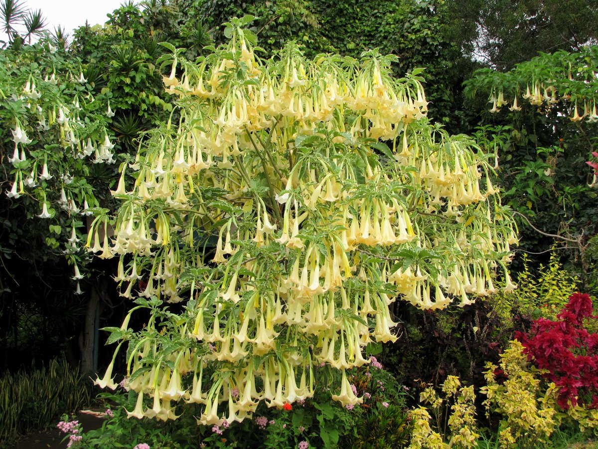 geologyBits's tweet photo. 🟥 🪴 Datura
It is a genus of flowering plants in the Solanaceae family, commonly known as jimsonweed, devil's trumpet, or thorn apple.

❤️ 🔁 #DaturaPlant #DevilsTrumpet                                                                                                                  

🎞 @Naitik.nk6ds
▶️ These herbaceous annuals or short-lived perennials are known for their striking, trumpet-shaped flowers and spiny seed pods.

Habit and Growth: Datura plants are typically erect, bushy, and can grow 1–2 meters tall, depending on the species.

They have stout, hollow stems that are often green or purplish and may be slightly hairy.

Leaves: The leaves are simple, alternate, and ovate to broadly elliptic, often with irregular, lobed, or wavy margins.

They are typically 10–20 cm long, dark green, and may emit a strong, unpleasant odor when crushed.

Flowers: The flowers are large, solitary, and trumpet-shaped, measuring 5–20 cm in length, depending on the species.

They are usually white, cream, yellow, or pale purple, with a sweet fragrance, especially at night.

The corolla is fused with five lobes, and the flowers often face upward or outward.

Datura species are typically night-blooming, attracting pollinators like moths.

Fruit: The fruit is a distinctive, spiny, or warty capsule, often spherical or oval, that splits open when mature to release numerous seeds.

The seeds are flat, kidney-shaped, and dark brown to black.

Roots: Datura has a fibrous root system, with some species developing thick taproots.

Habitat: Native to warm climates, Datura thrives in disturbed soils, such as roadsides, fields, and waste areas.

It prefers well-drained, sandy, or loamy soils and full sun.

Toxicity: All parts of Datura plants are highly toxic due to tropane alkaloids (e.g., atropine, scopolamine, hyoscyamine), which can cause severe poisoning if ingested.

Notable Species: Common species include Datura stramonium (jimsonweed), Datura metel (Indian thorn apple), and Datura inoxia (pricklyburr).

Each varies slightly in flower size, color, and fruit morphology.