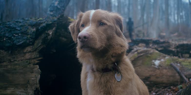 Cinemaginando's tweet photo. Já assisti #bommenino e tô chocada! Um cachorro entrega uma performance melhor do que a de muitos atores que vi esse ano! Palmas ao diretor e editor por conseguirem essa façanha. Vídeo em breve. #goodboy https://t.co/XSmYBhOOmr