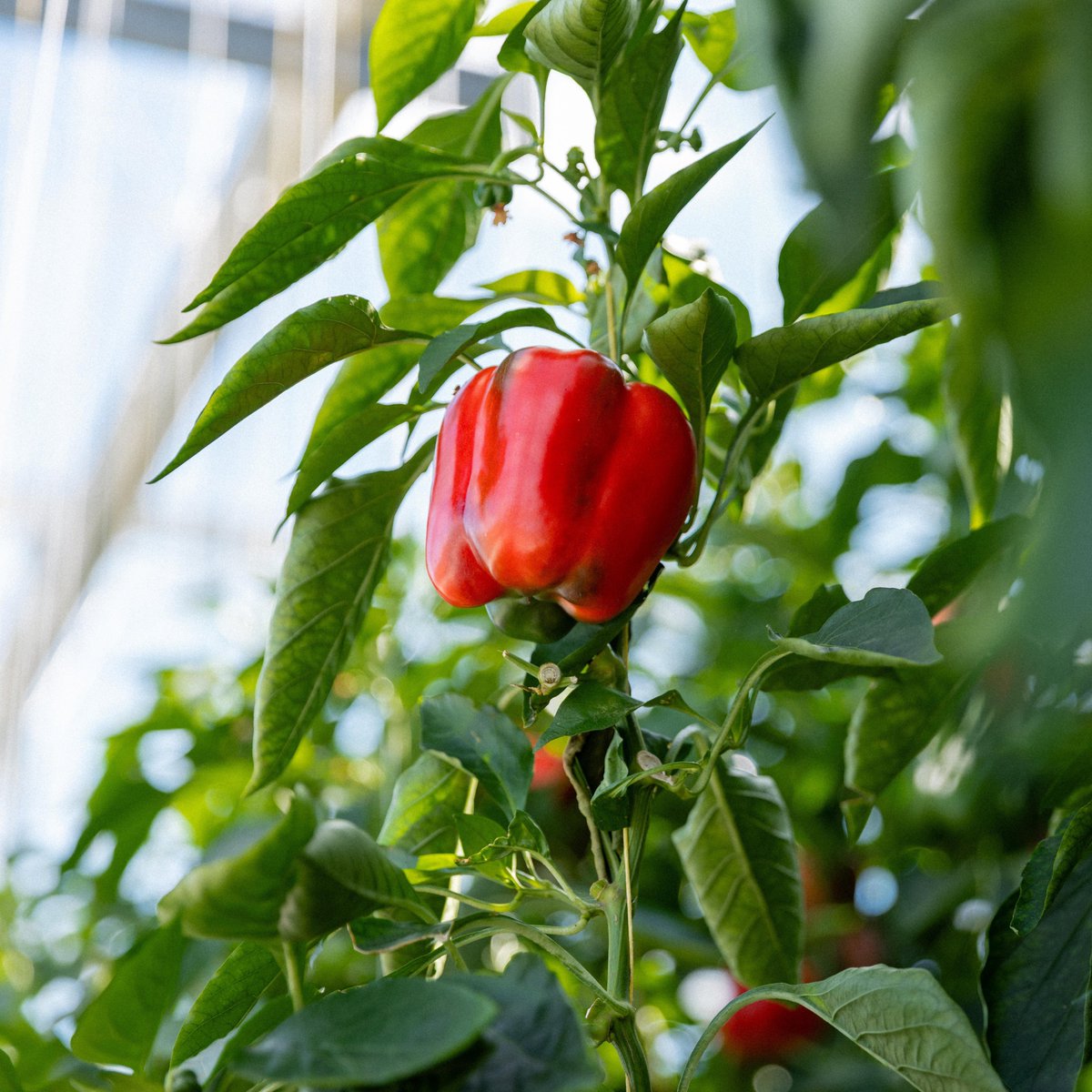 Koppert México tweet media