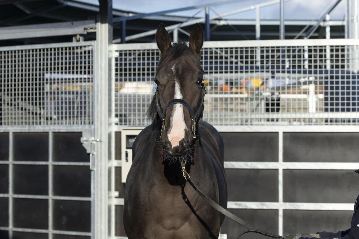 equineracing_jp's tweet image. 今週の出走馬
(土曜)
新潟8R 3歳上1勝クラス
ブレードサクセス
新潟12R 3歳上1勝クラス
ハルオーブ
東京5R 🔰2歳新馬
オルフセン
東京6R 🔰2歳新馬
タケルムサシ
京都3R 2歳未勝利
シャローアロス
(日曜)
新潟2R 2歳未勝利
ドナベーネ
新潟9R 柏崎特別(3歳上1勝クラス)
ヤコブセン…
