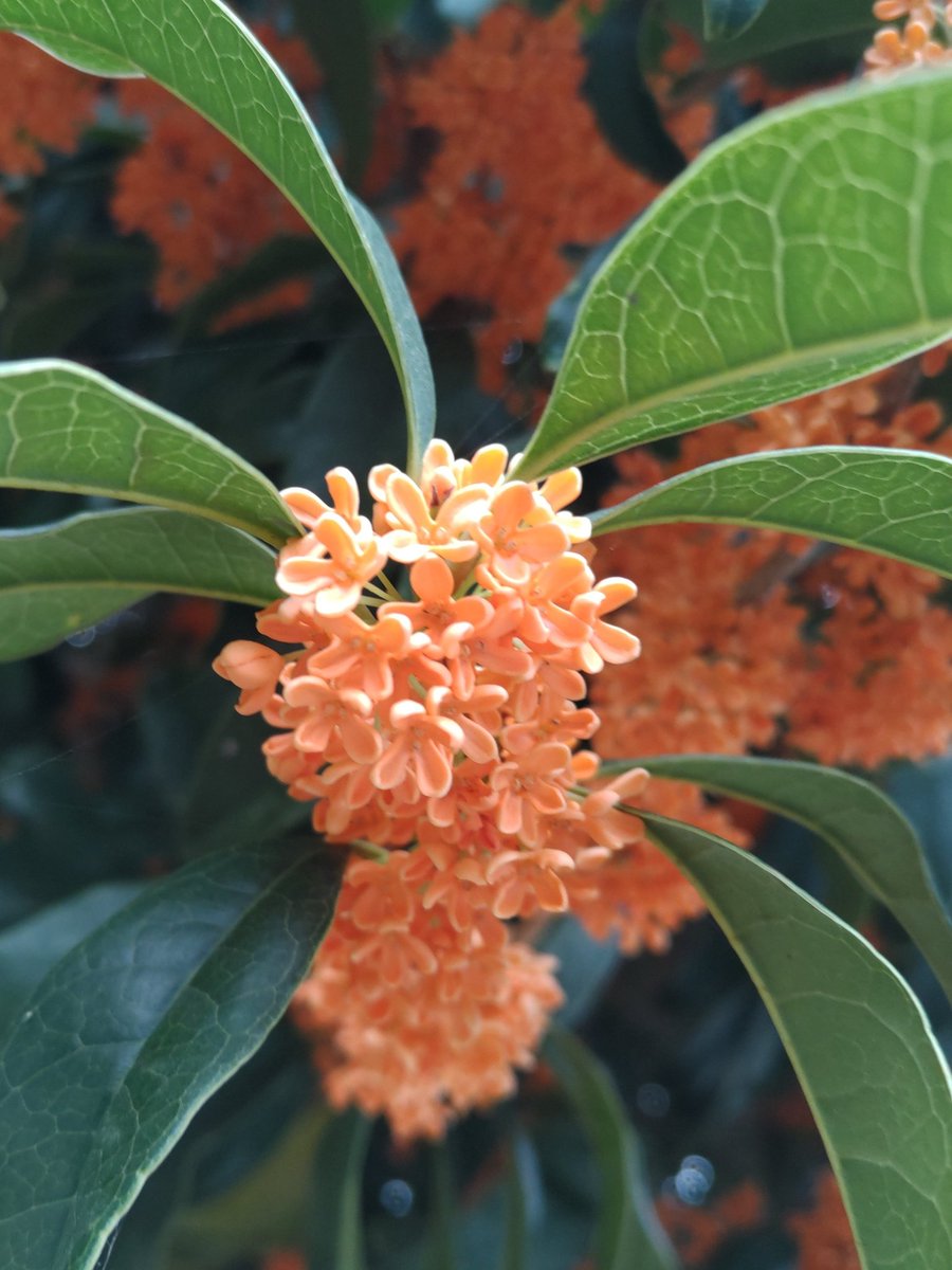 corocoore's tweet image. おはようございます❁.*･ﾟ

 #キンモクセイ  #金木犀