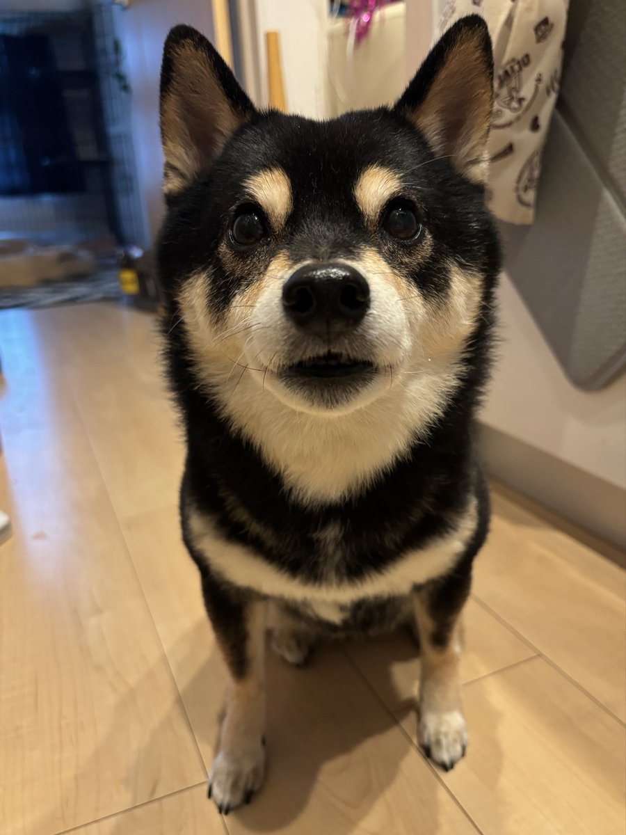 きすけ//豆柴 (@shi_kisuke_ba) / Posts / X