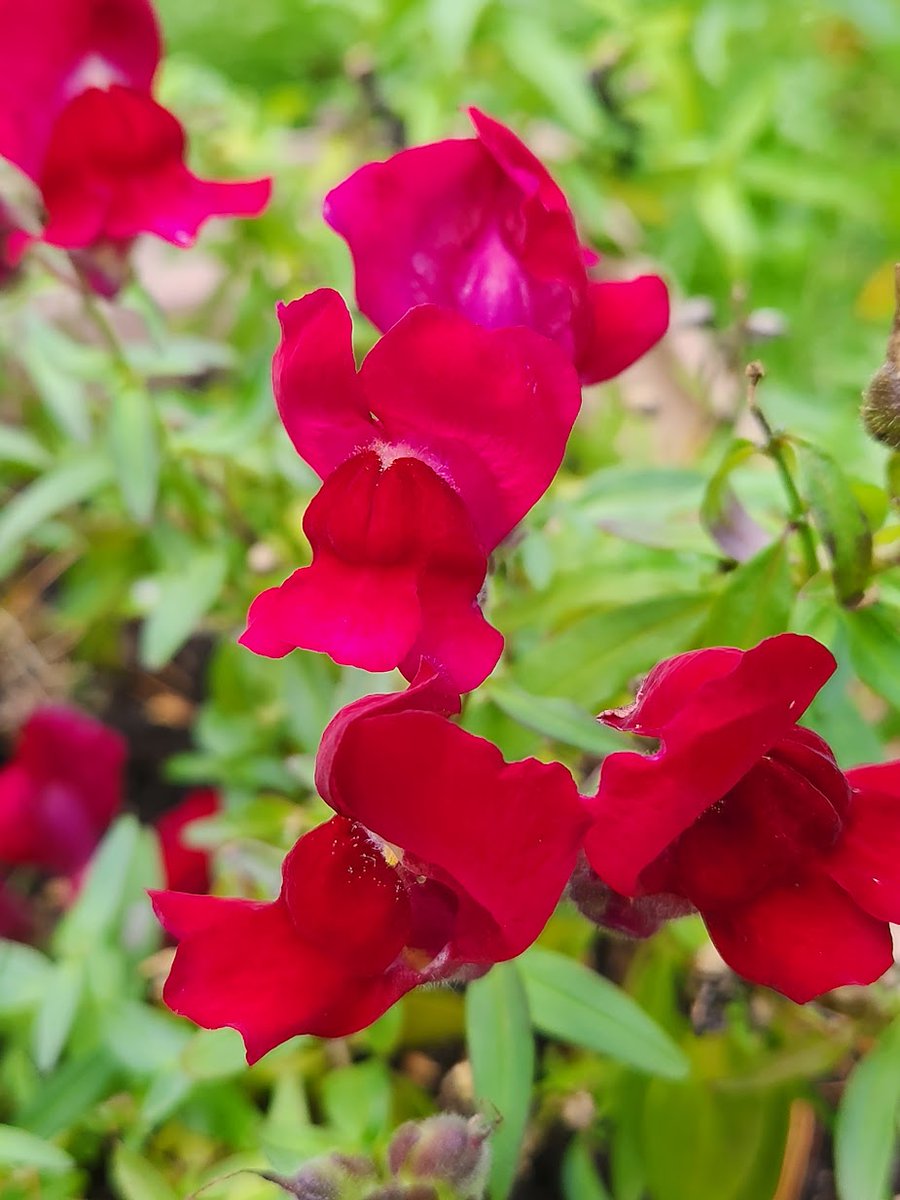 FlutterbyFlora's tweet image. Hard to capture how lovely these Snapdragons are, a deep, purply red...❤️💜💚