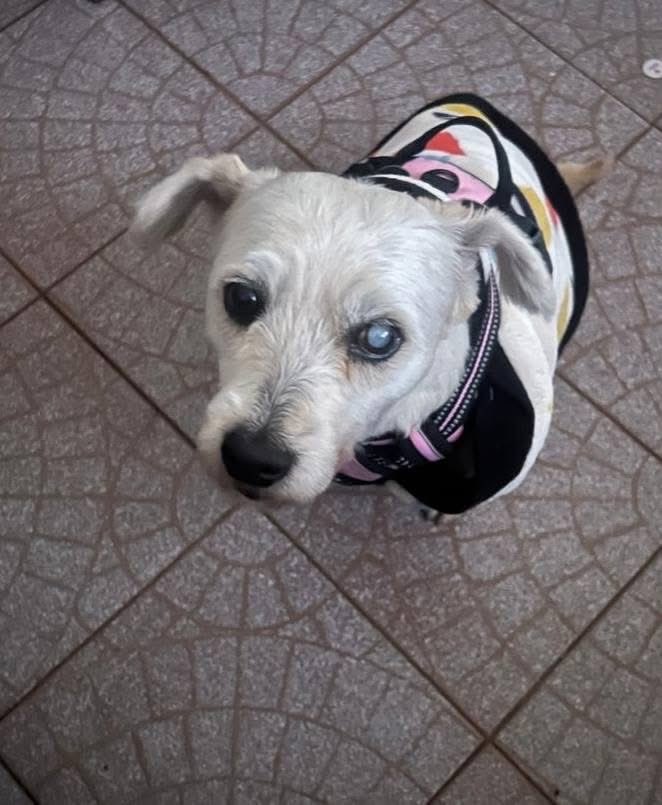🟢 ¿ME ADOPTAS?
¡Me llamo Peluchina! Conoce más 👇🏻

♀️ Hembra | 10 añitos | chica/mediana
✅ Desparasitada, vacunada y esterilizada
💟 Convive con perritos 
🇲🇽 Adopción en CDMX y Edomex

☎️ ¡Conóceme! 
Eliana Hernández  
Wa.me/525532148550 🐾