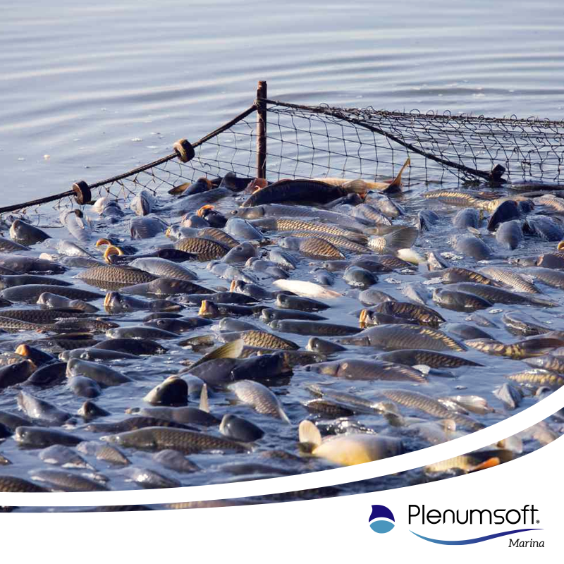 Plenumsoft Marina tweet media