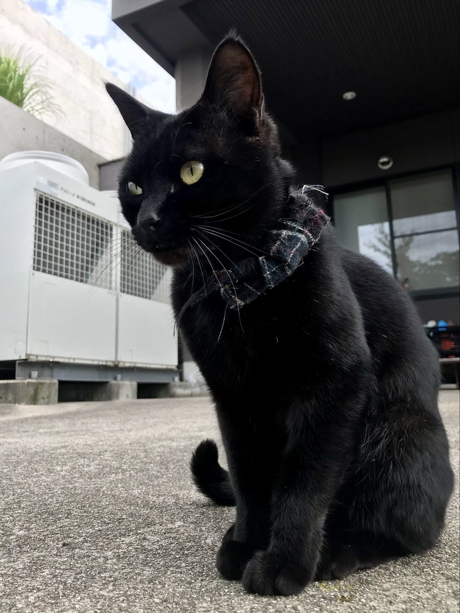 時をかける猫ニャ470 