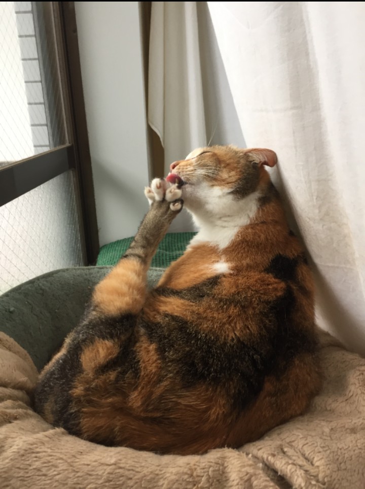 🇯🇵ミドっ茶魔🍄 (@yxTVP67fd1RsCUk) / Posts / X