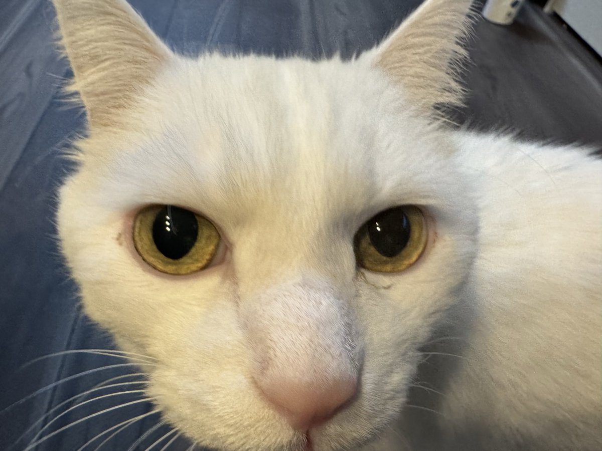 ハク様 (@hakusama0906) / Posts / X