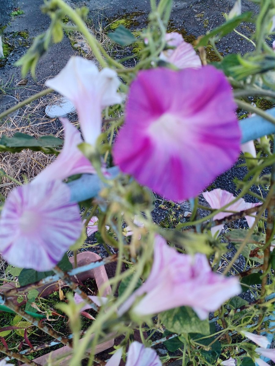 【 れんれんmam 】 蓮ママ on X