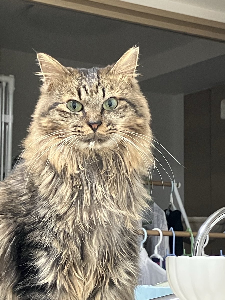 つくしんぼ on X