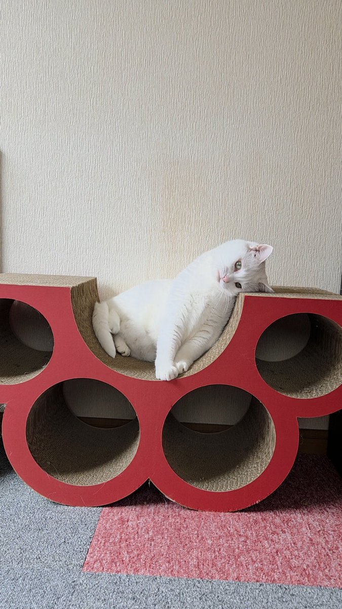 ちったん (@NYANMARUKE) / Posts / X