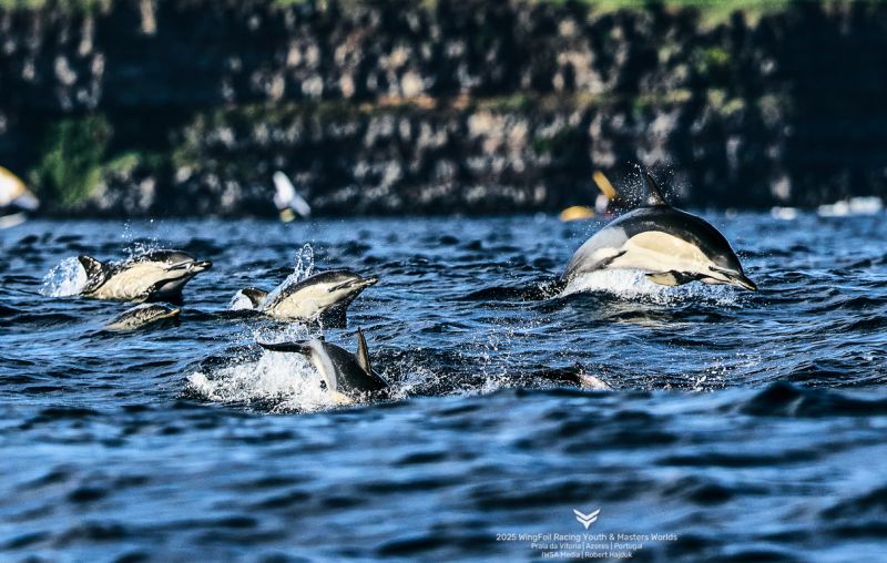 Wingfoil Racing Youth and Masters World Championships – Dolphins on the course! sailweb.co.uk/2025/10/23/win… via <a href="/sailweb/">SAIL WEB</a>