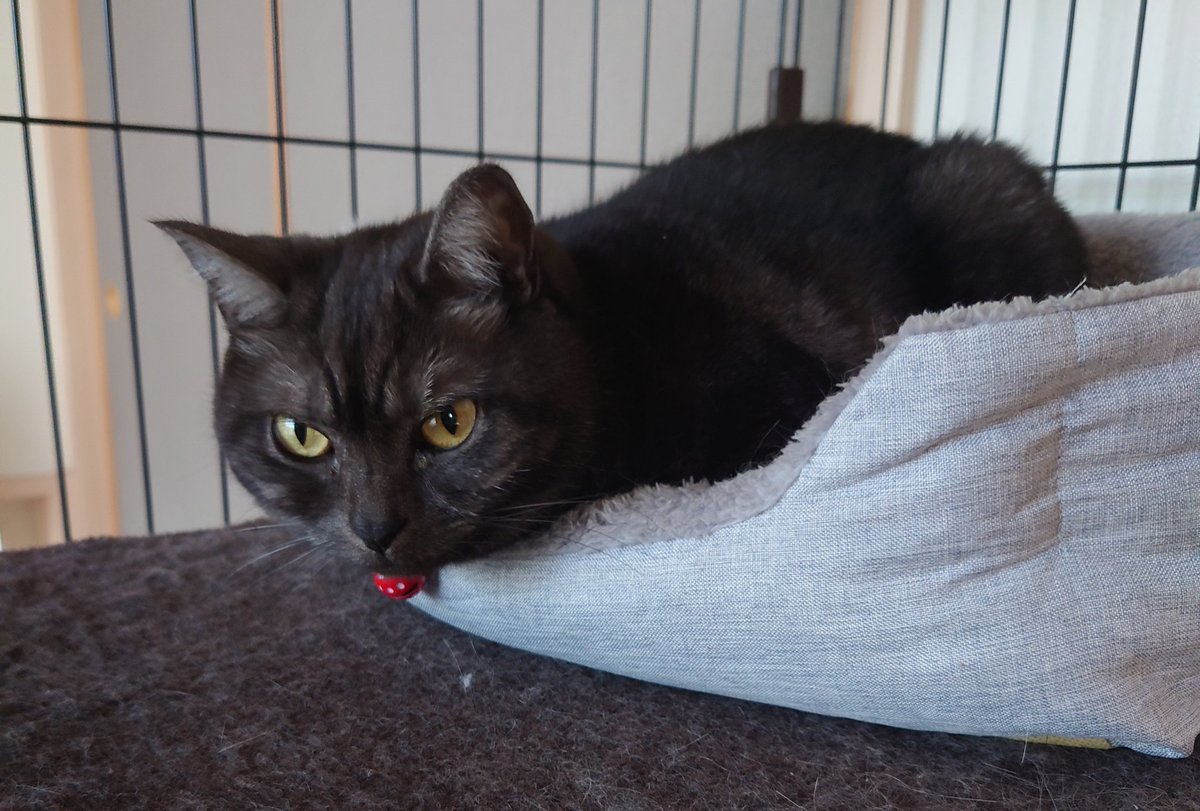 【よしー】 輸入車 走行少ない 1983 Fairlady 280ZX 2シーターTurbo S130