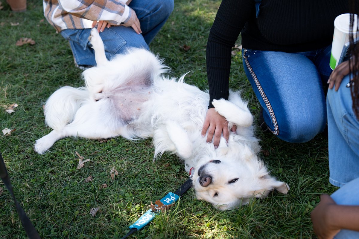 An intense class on belly rubs and head pats was held at the Duck Pond today. I hope everyone passed.