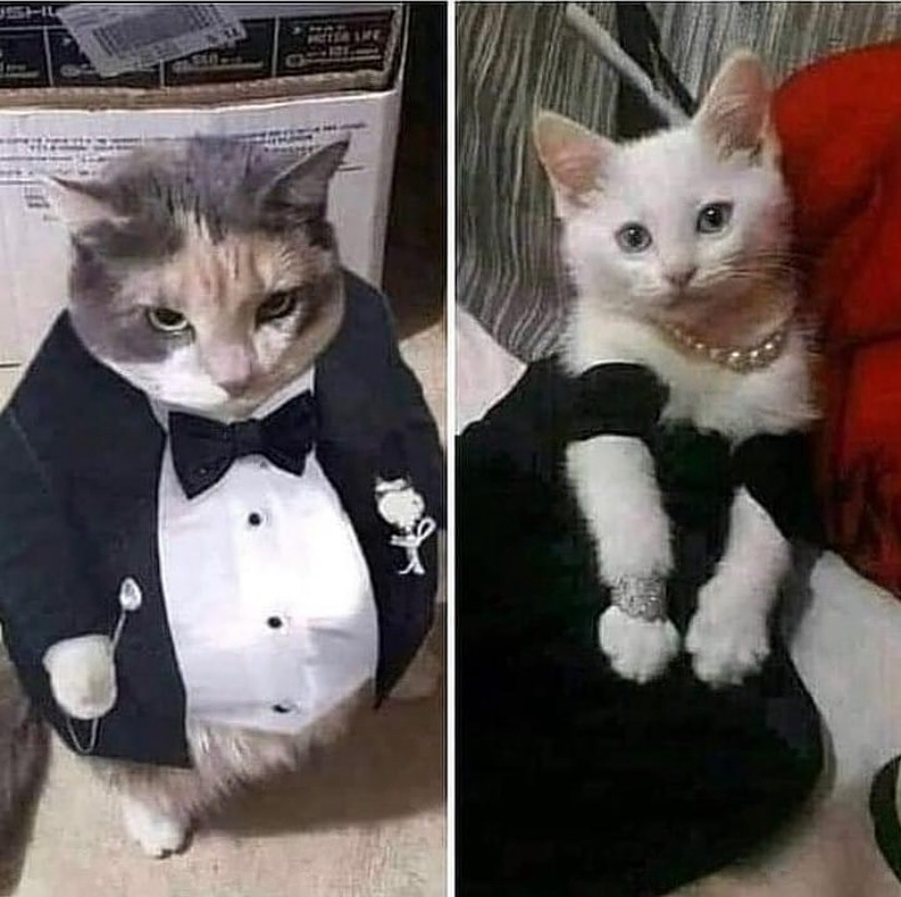 PunchingCat's tweet image. 