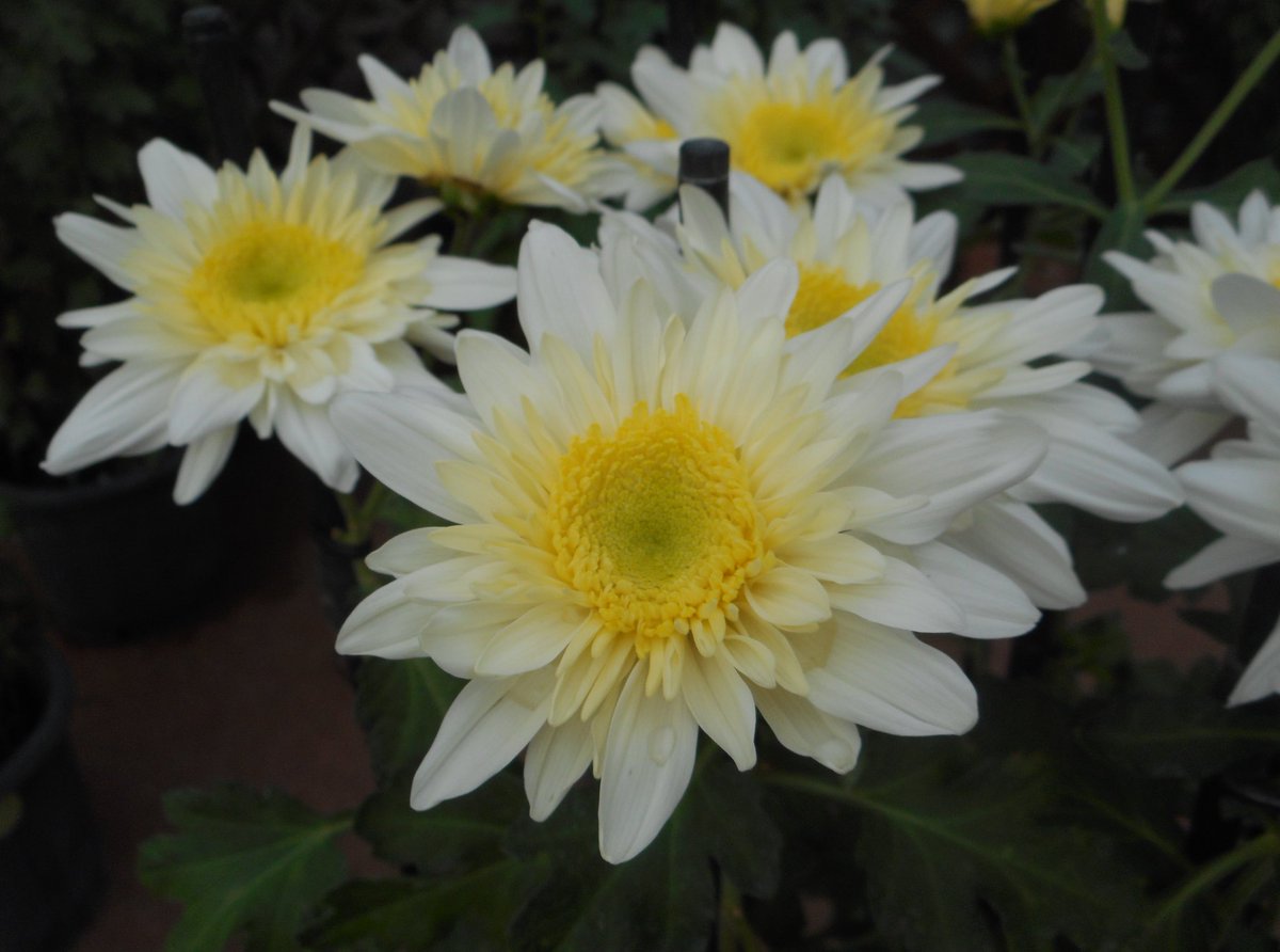 flowerシンギングリン宇宙⑤ Kelvin Mandarin Heirloom Chrysanthemum Rooted Cutting