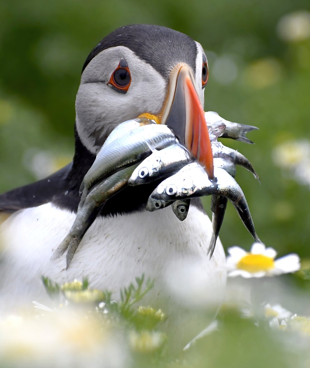 Lunchtime! 😁
#TheDailyPuffin 🐦