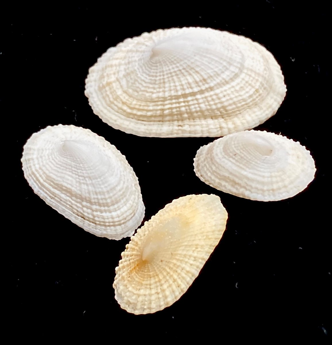 貝殻日和 (@uvYHeMSrf1DLWwf) / Posts / X