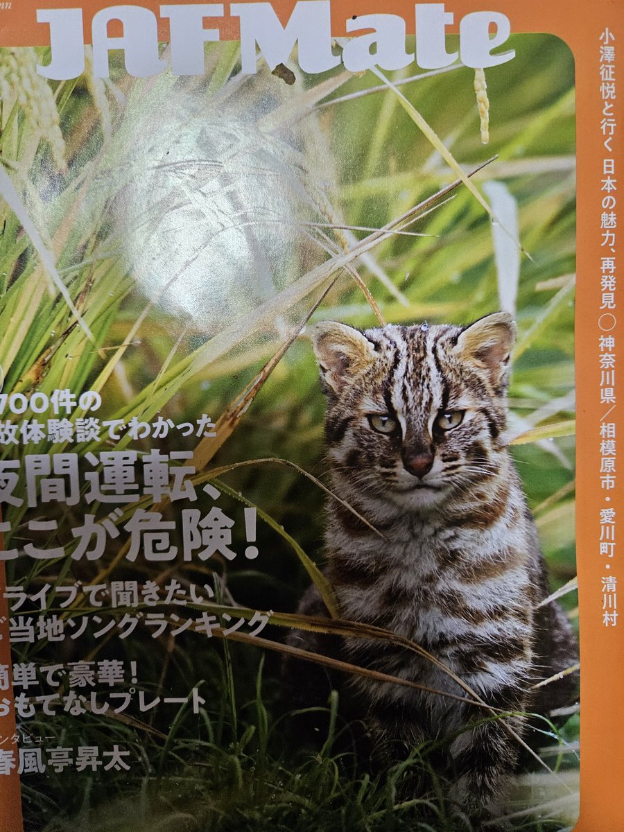 ひなねこ。ページ ねーこ on X