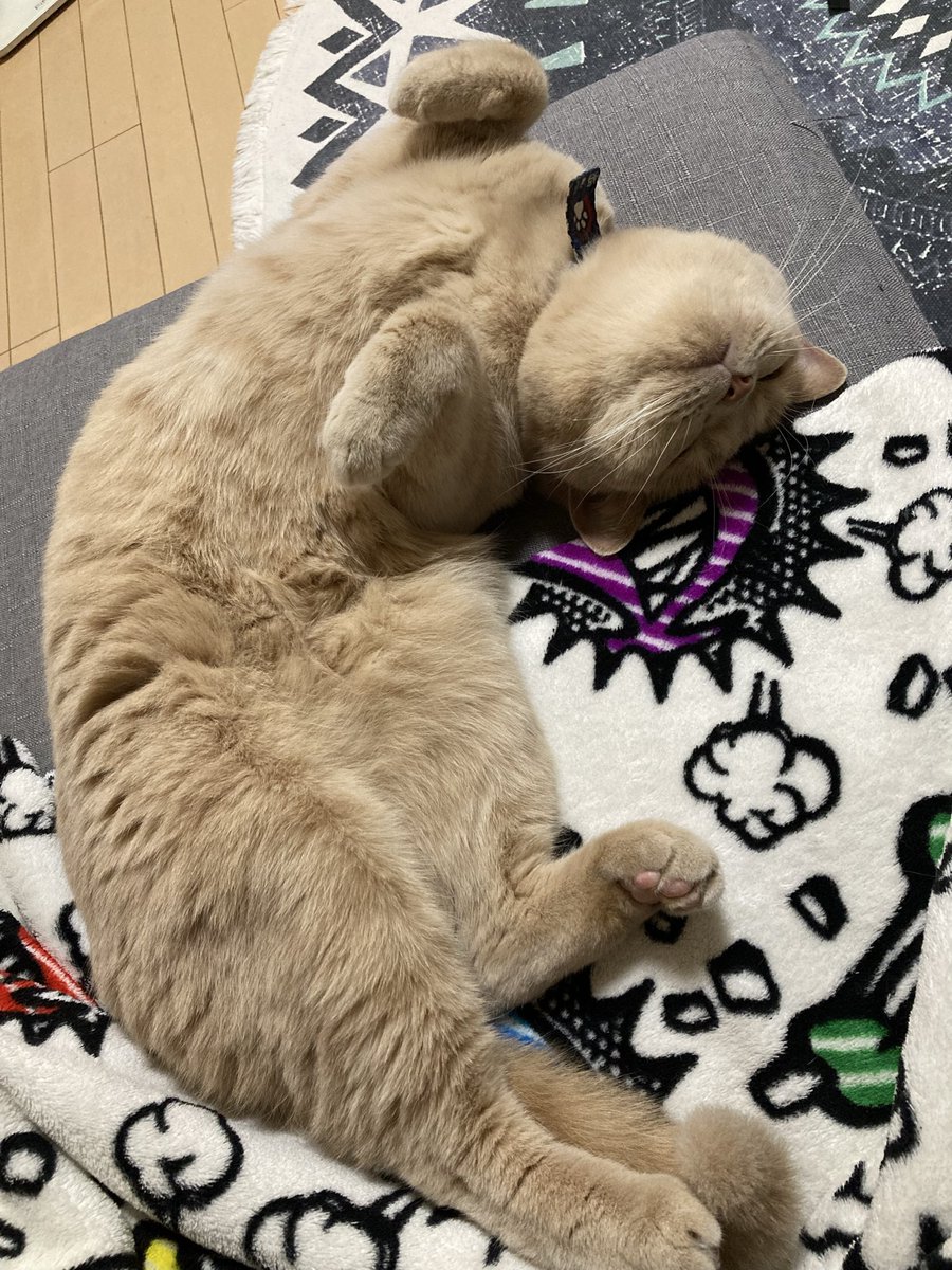 パールシュガー乗ってるメロンパン🍈
めっちゃ好き、ガリガリ食感たまらーん
ハロウィン👻🎃💀前にオバケ👻の練習中きなにゃん、夢でパーリー中かなー
週末1日頑張ります。
#猫好き
#パールシュガーメロンパン