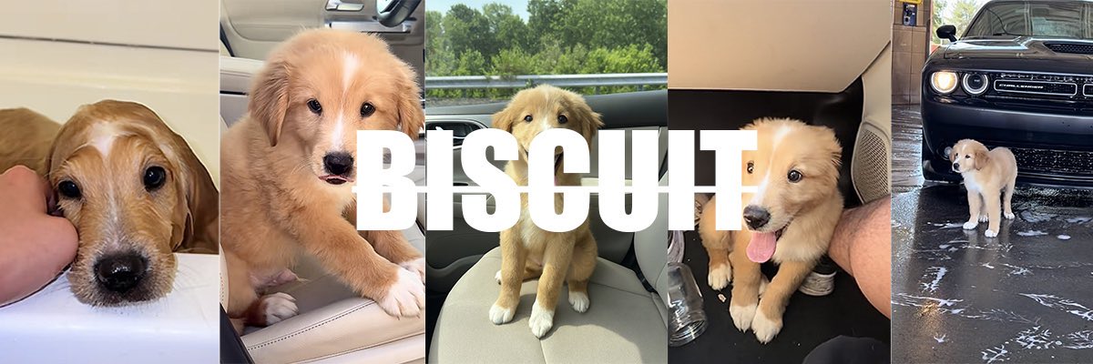 We are so early, soooo early guys.

$BISCUIT - the new <a href="/BillyM2k/">Shibetoshi Nakamoto</a> puppy, and this is a fact.
Lets make him proud of this community.

DKWdA7wr3wzCFZeqUSedjK87C9tDdVeTcg31UrnWpump