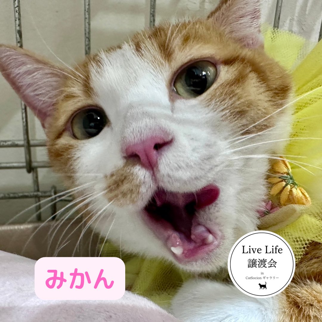 【海月ページ】 21世紀琳派ポスターズ「海月図」 – 日本デザインセンター