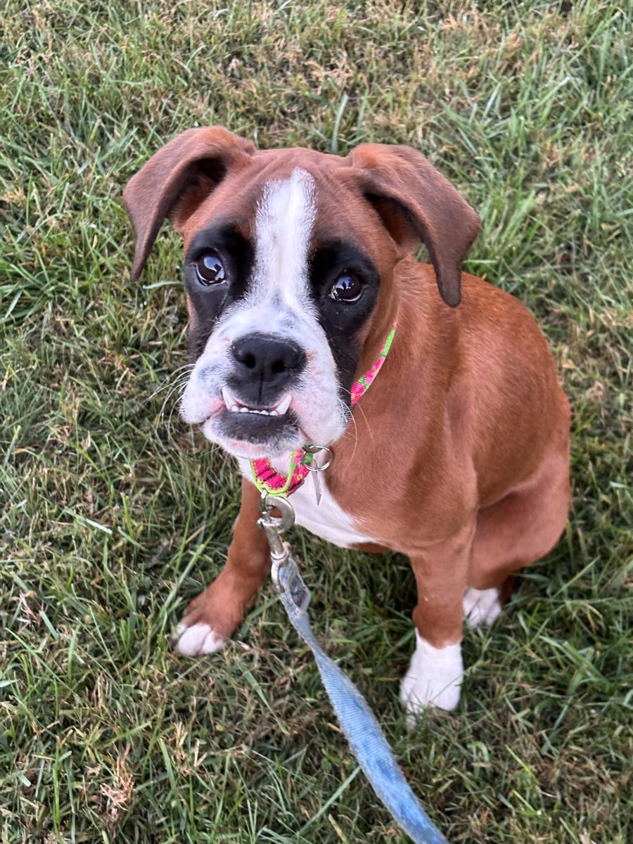 Sweet Nina came out of an Amish mill on Monday. She never sold. She has a grade 3 heart murmur no doubt passed on by her Mom or Dad . Mills don’t care what they breed $$$ She has a cardio consult in a week. She also has Giardia. She’s had a rough 1st 6 months of life. #boxerdogs