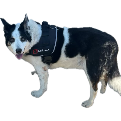 JoanneRaven29's tweet photo. Missing you my two favourite dogs rest in peace hope you look down on all of us and everyone woody buddy will look after each miss you every day love you 🧸🦮🪽🌈🕊️⛅️🌦️🌧️⛈️🌥️🌨️💔❤️‍🩹😭 https://t.co/J81jnmwwh3