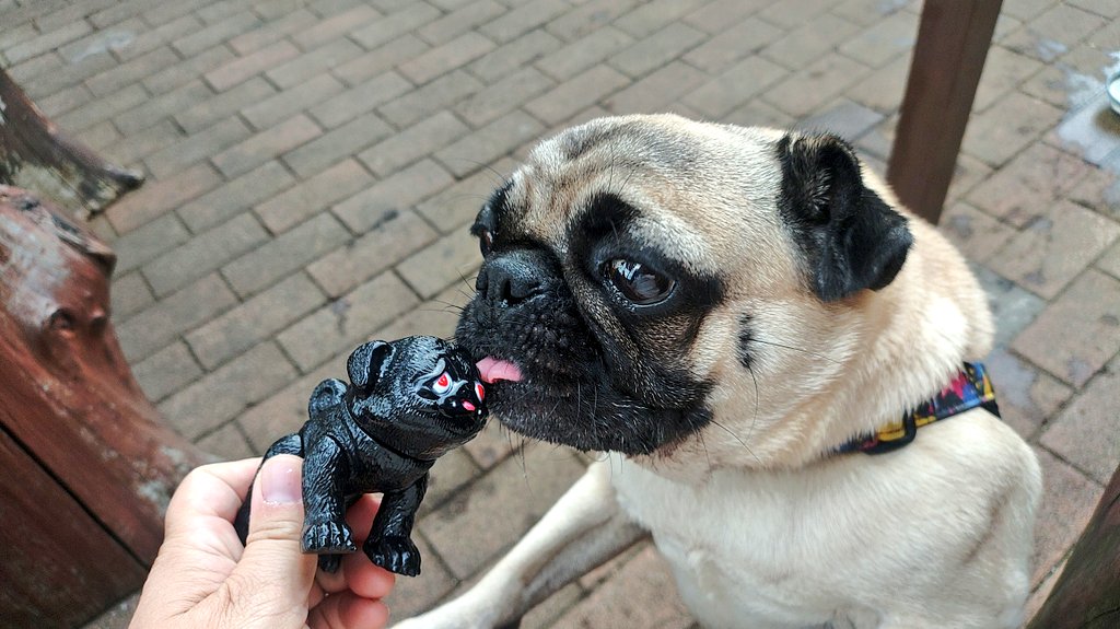 パグ獣🐶作った人あきぱぐ🐶 on X