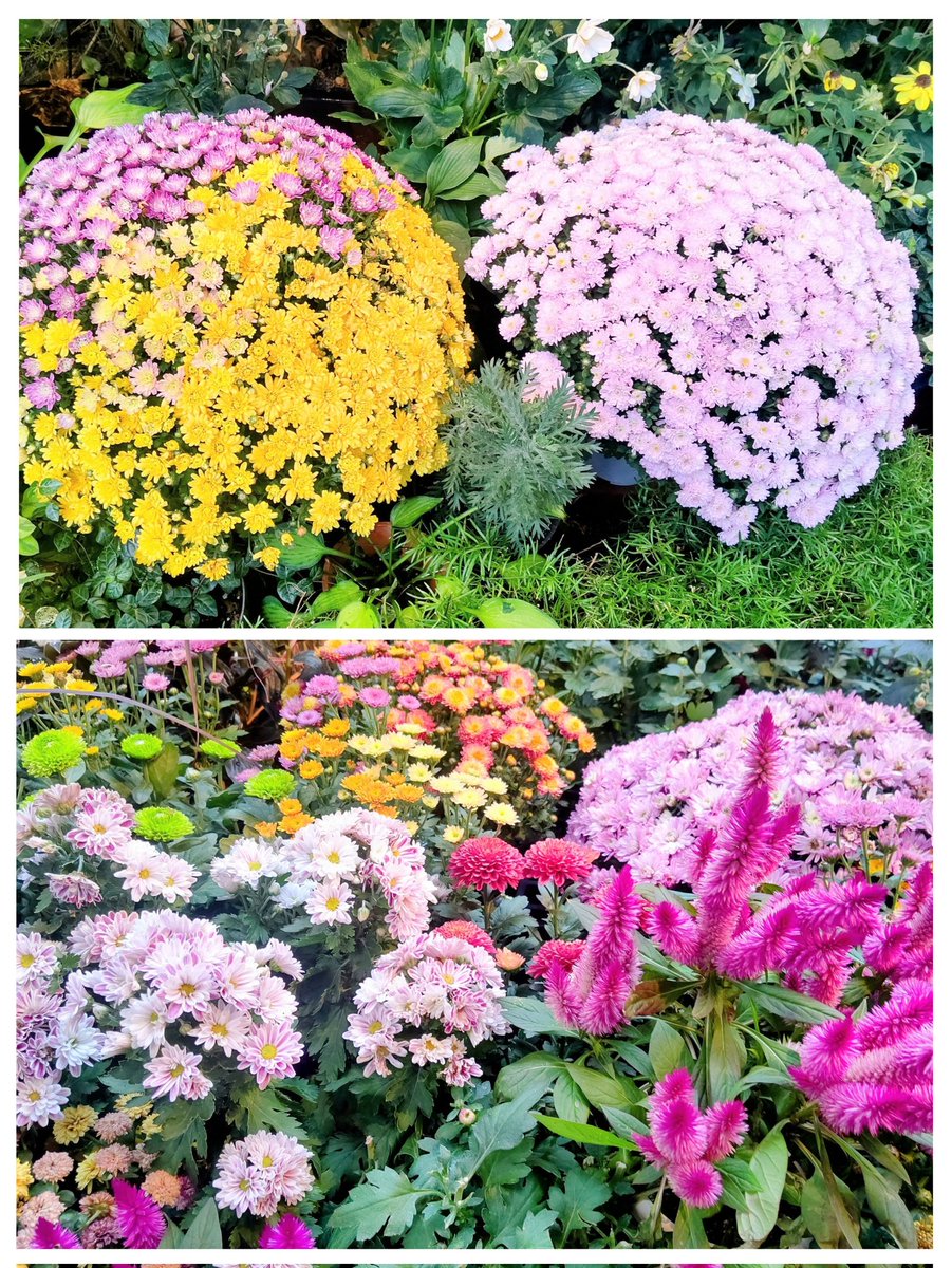 おはようございます👋😃☀️
爽やかな秋晴れが続き過ごしやすいこの頃🍂🍁🌾

穏やかな週末になりますように🍀