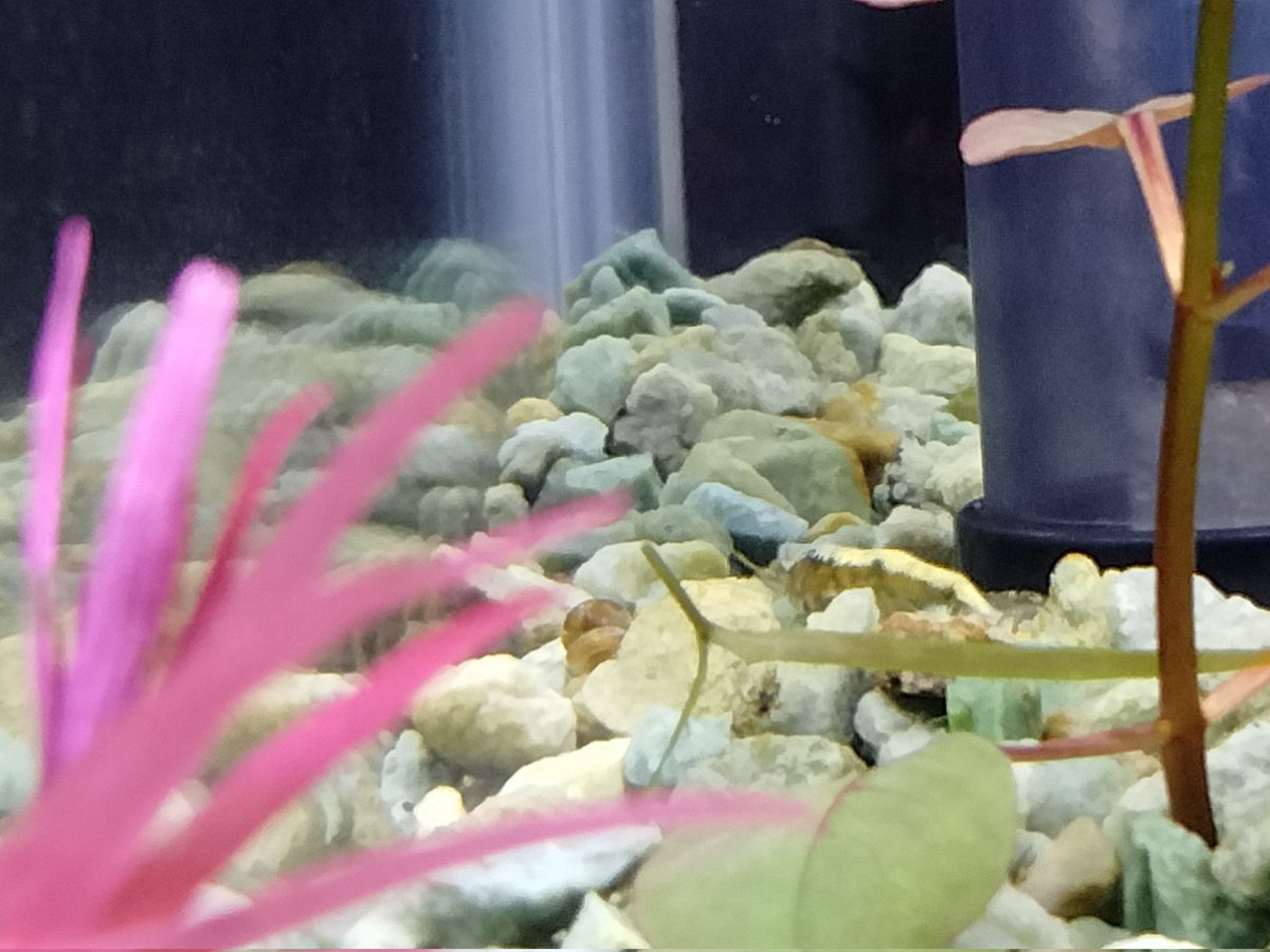 禍ツ帝水草 通販 水草】アヌビアス ハスティフォリア(輸入品)【1ポット