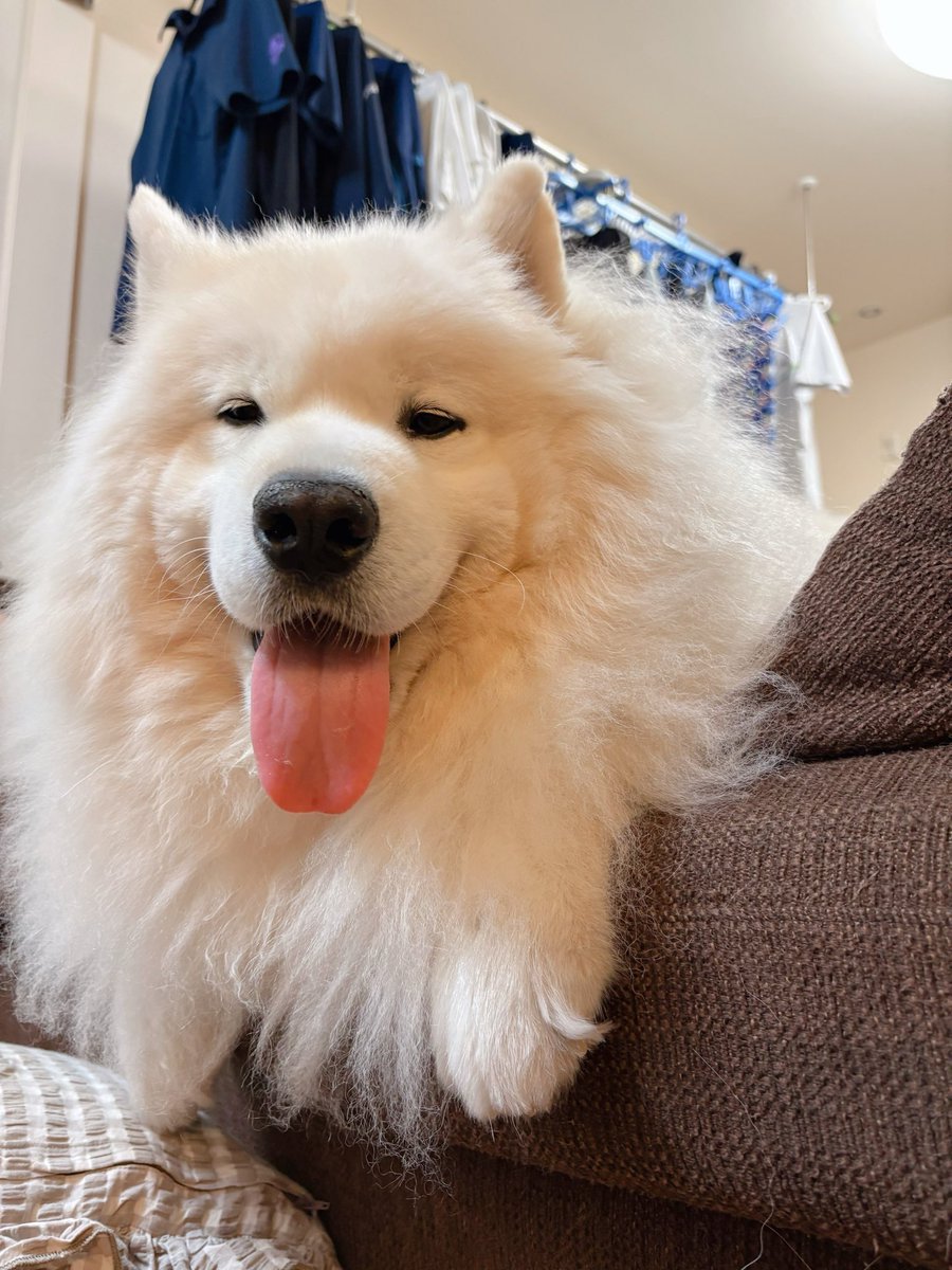 サモエドのサニー (@samoyedsunny) on Twitter photo おはようございもふもふ💭 おはようございもふもふ💭
