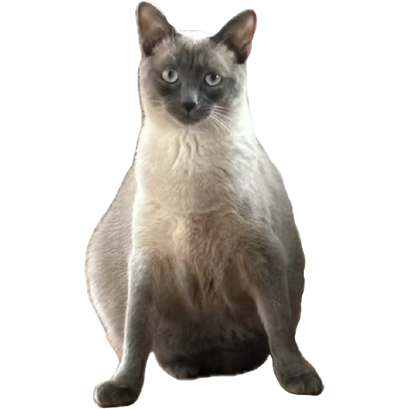 StrumporGuy's tweet photo. @okbmmy https://t.co/fZts25p0Dg