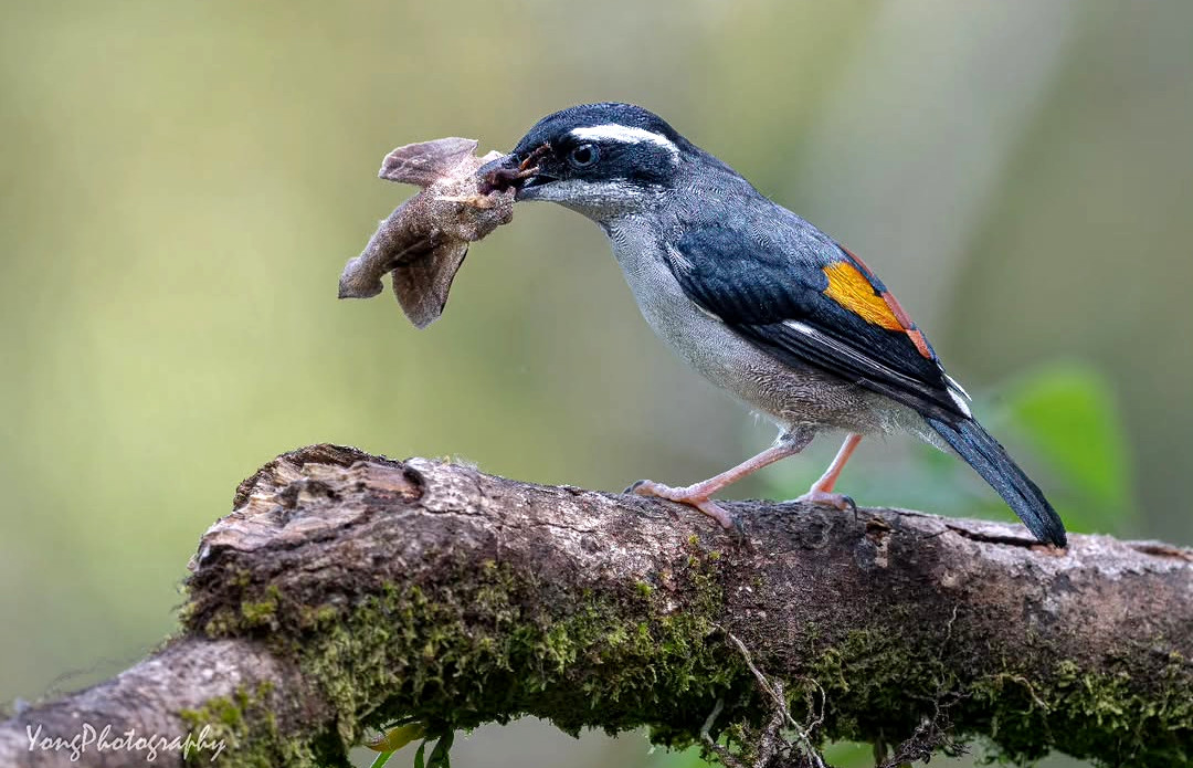 TheBatBotLab's tweet image. Fieldwork in progress 🔍🍽️: Male Blyth’s shrike-babbler (Pteruthius aeralatus) examining a moth sample ... very closely🦋📊. Photo: Daniel Yong. #Biodiversity #Wildlife #Birds #Birding #WildlifePhotography #NaturePhotography