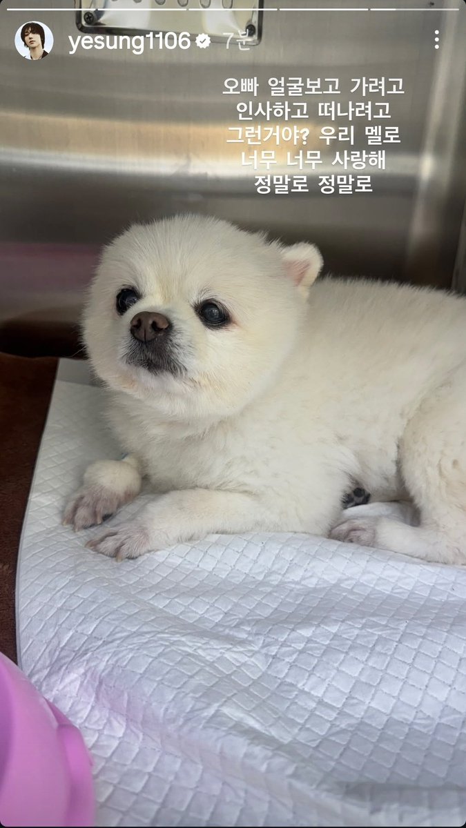 2025.10.22 #Yesung IG Story 

ครึ่งวันก่อนหน้านี้ยังดูร่าเริงอยู่เลย อยู่ดี ๆ ก็จากไปโดยไม่ให้ฉันได้เตรียมใจแบบนี้ ฉันจะทำยังไงล่ะ เมลโล่

ฉันไม่เคยคิดเลยว่าจะต้องเตรียมใจส่งเธอไป อย่าไปเลยนะ เมลโล่

เมลโล่ ตั้งใจมาบอกลา อยากเห็นหน้าโอป้าก่อนจะไปงั้นเหรอ? พวกเรารักเมลโล่มาก ๆ