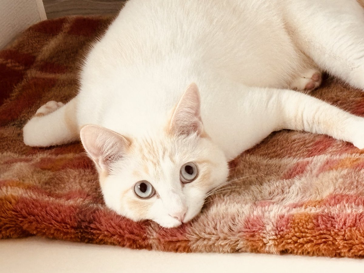 にゃんた にゃんた (@nyanta_live) / Posts / X