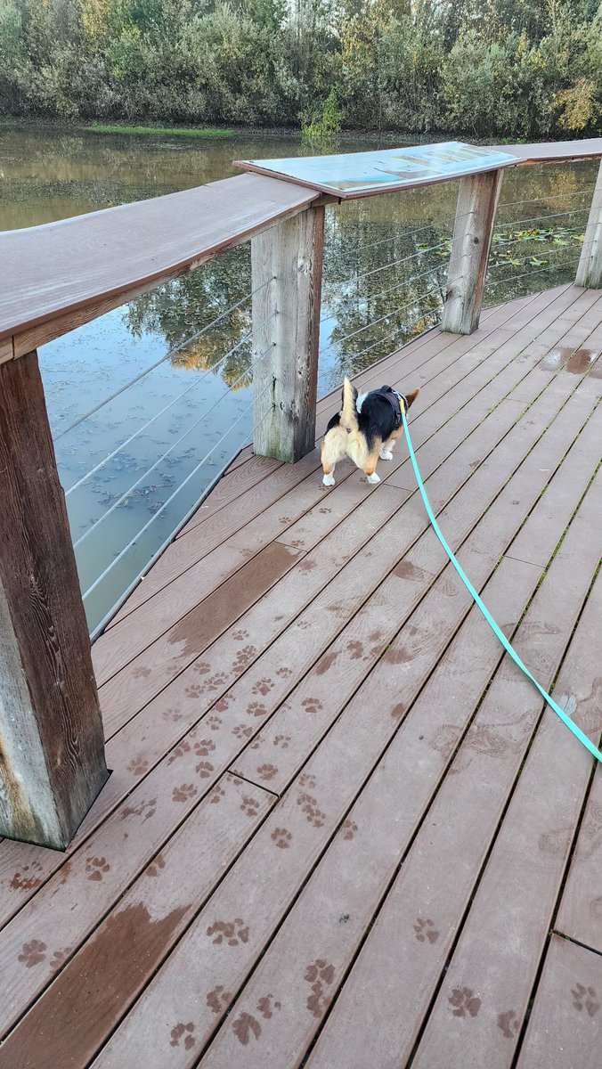 Maki's tiny paw prints as she explores the smells of Blakeburn Lagoons in Port Coquitlam, BC. #shareyourweather