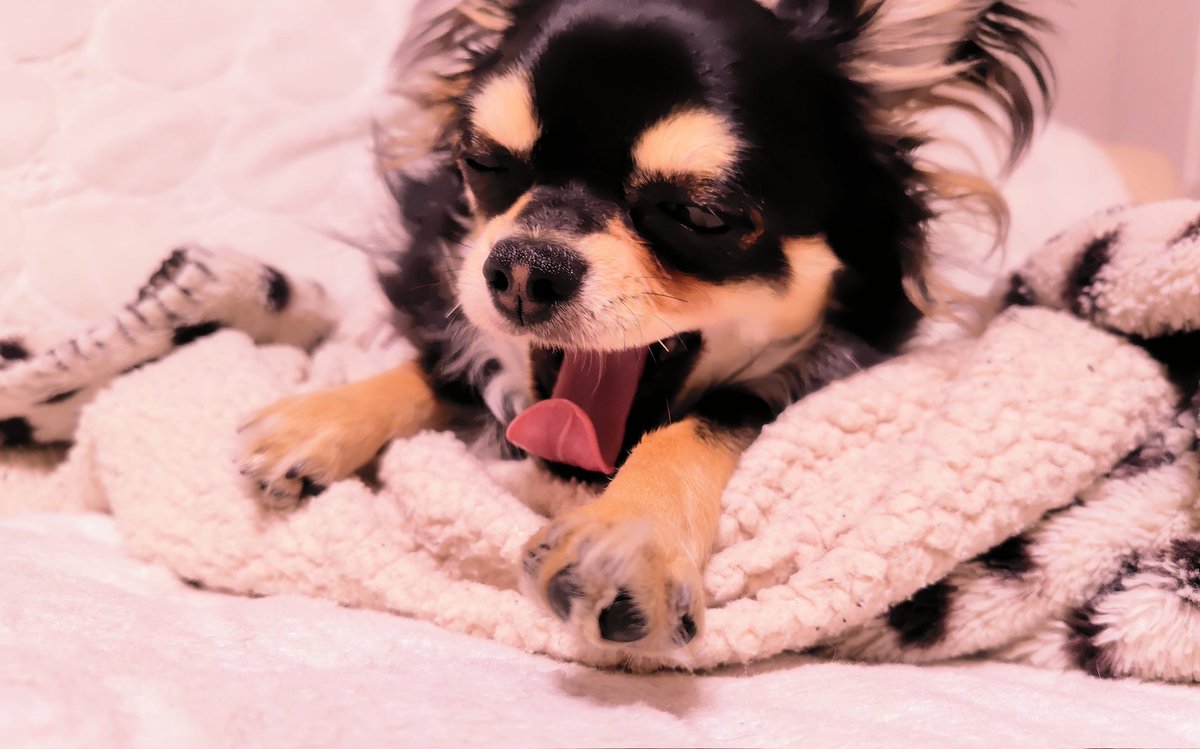 ringo_lcc's tweet photo. 急に寒くなってきて、今日もお布団🛏️から中々起きれなくて、ゴロゴロ…☹️
りんご🍎もお気に入りのブランケットにくるまって、いつもより眠そうです😊

週の真ん中で生憎の天気ですが、今日も1日頑張りましょう💖 https://t.co/YuVeOWCHbp